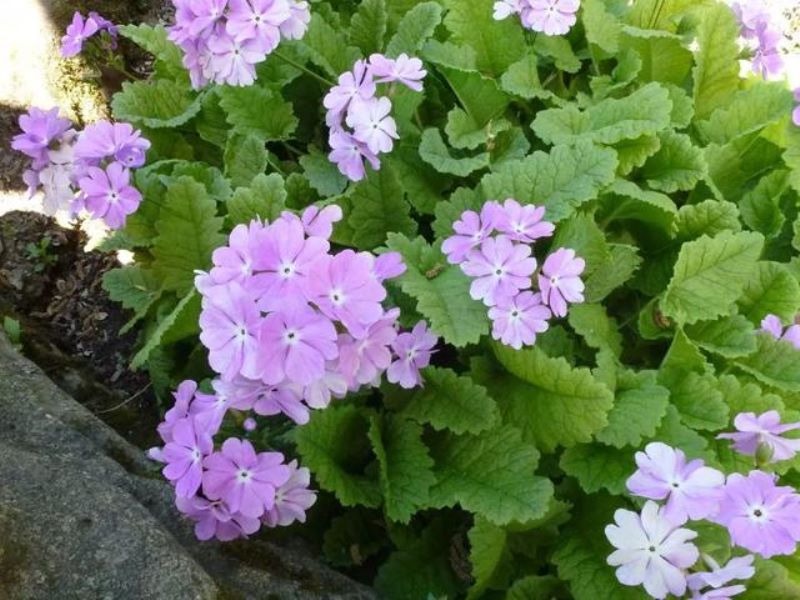 常见草本植物有哪些「常见草本植物有哪些植物」