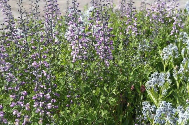 常见草本植物有哪些「常见草本植物有哪些植物」