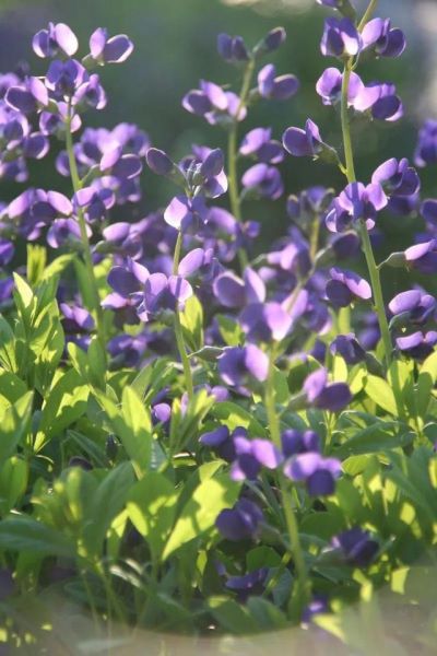 常见草本植物有哪些「常见草本植物有哪些植物」