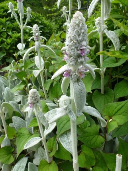 常见草本植物有哪些「常见草本植物有哪些植物」