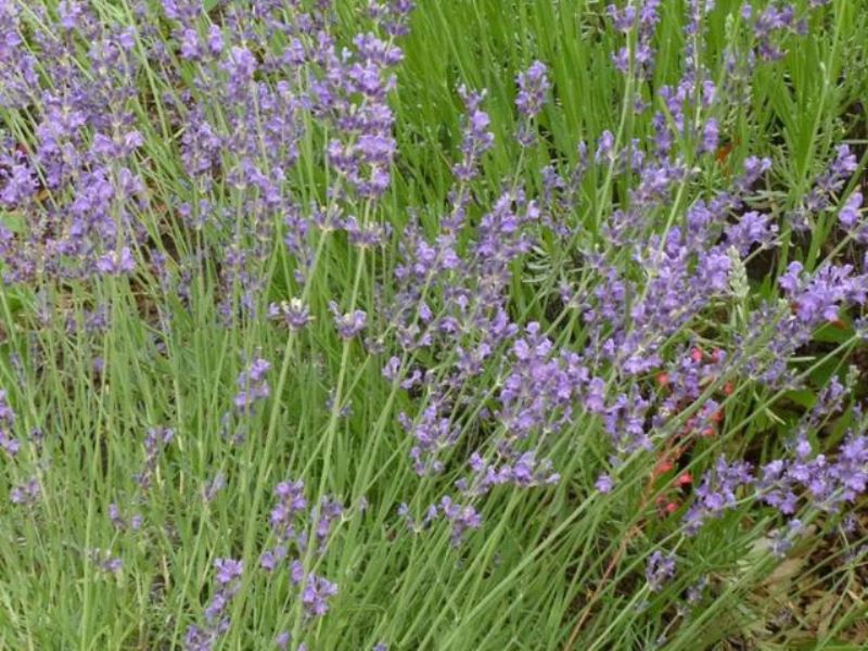 常见草本植物有哪些「常见草本植物有哪些植物」