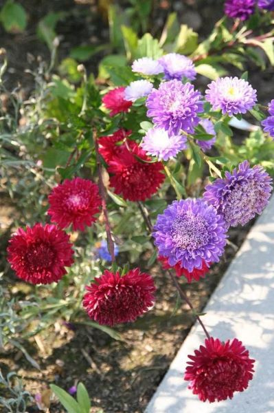 常见草本植物有哪些「常见草本植物有哪些植物」