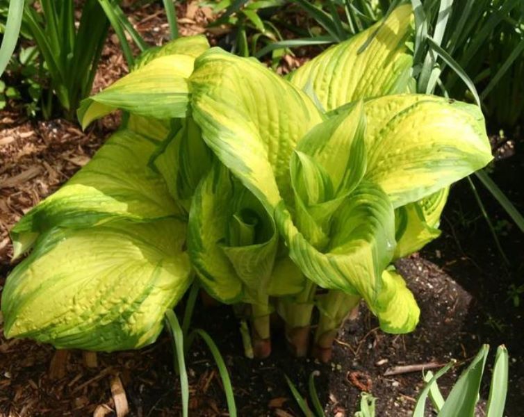 常见草本植物有哪些「常见草本植物有哪些植物」