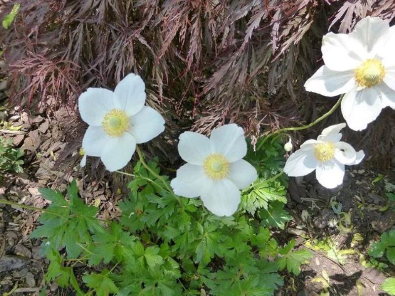 常见草本植物有哪些「常见草本植物有哪些植物」