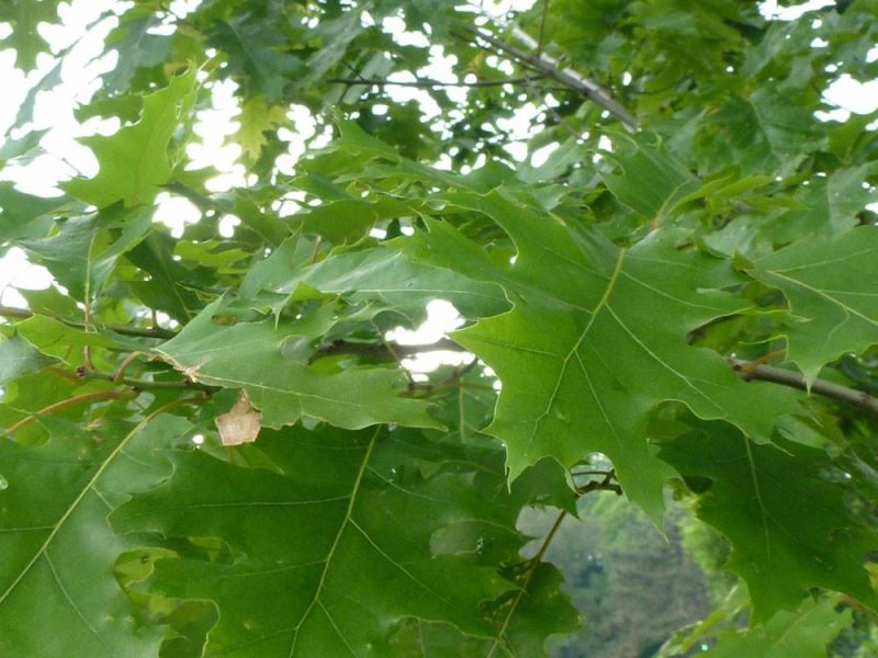 常见落叶灌木植物有哪些「常见落叶灌木植物有哪些图片」