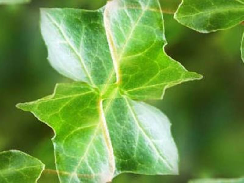 常青藤植物怎么养「常青藤怎么养殖方法和注意事项」
