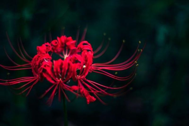 彼岸花什么时候开花「彼岸花什么时候开花几月份开花」