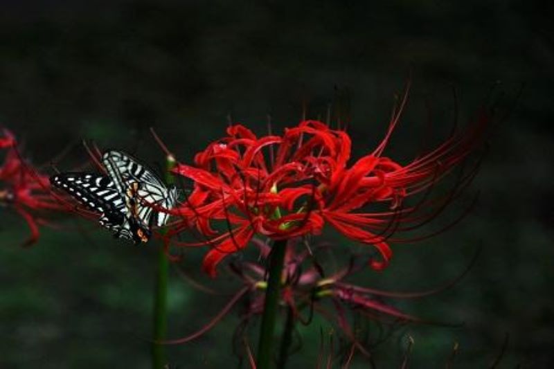 彼岸花什么时候开花「彼岸花什么时候开花几月份开花」