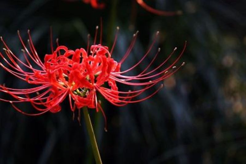 彼岸花什么时候开花「彼岸花什么时候开花几月份开花」