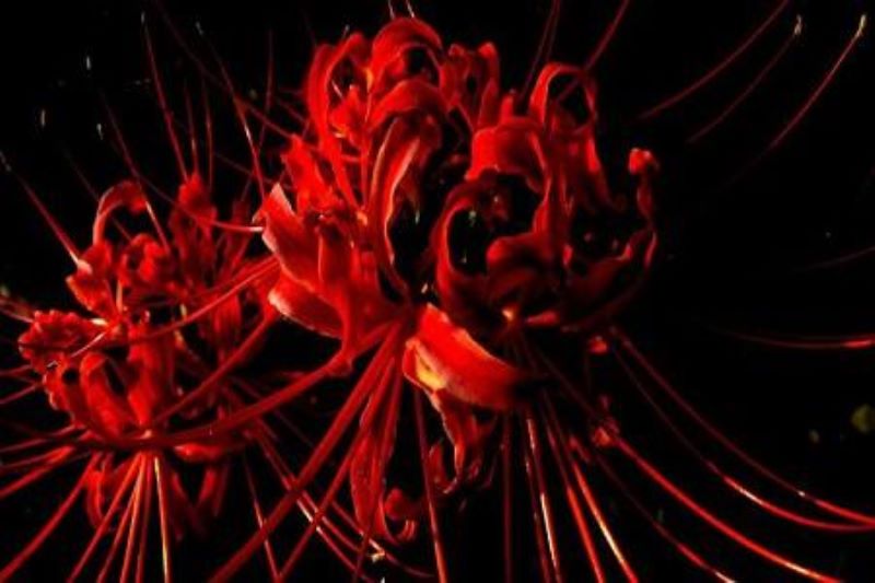 彼岸花什么时候开花「彼岸花什么时候开花几月份开花」