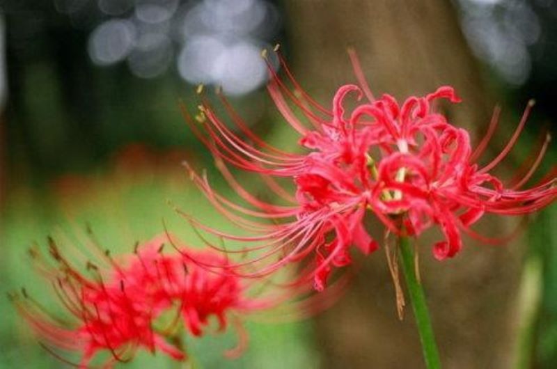 彼岸花怎么种植「彼岸花怎么种植方法视频」_1