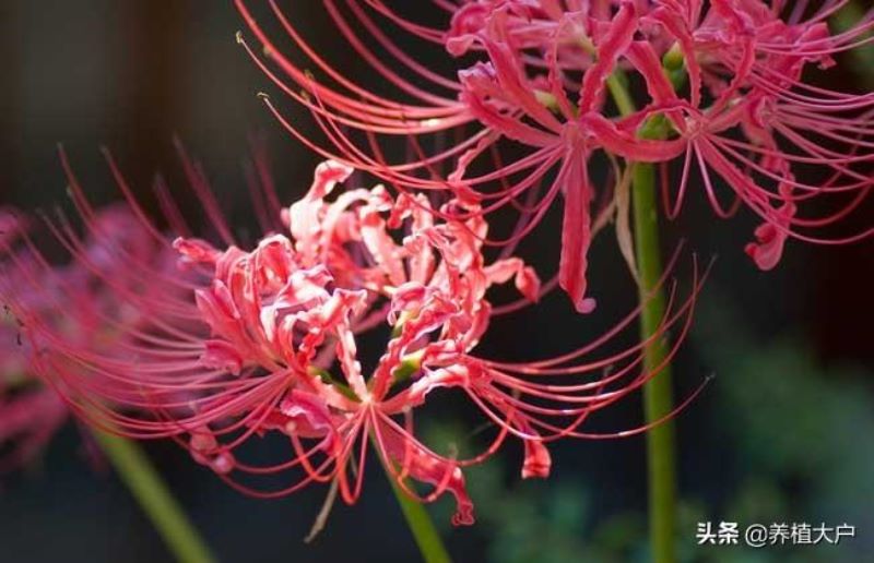 彼岸花种子怎么种植「彼岸花种子怎么种植方法视频」