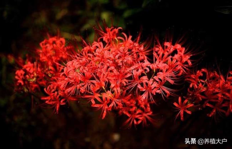 彼岸花种子怎么种植「彼岸花种子怎么种植方法视频」