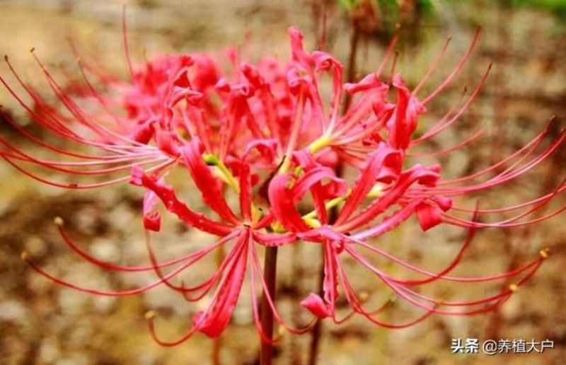 彼岸花种子怎么种植「彼岸花种子怎么种植方法视频」