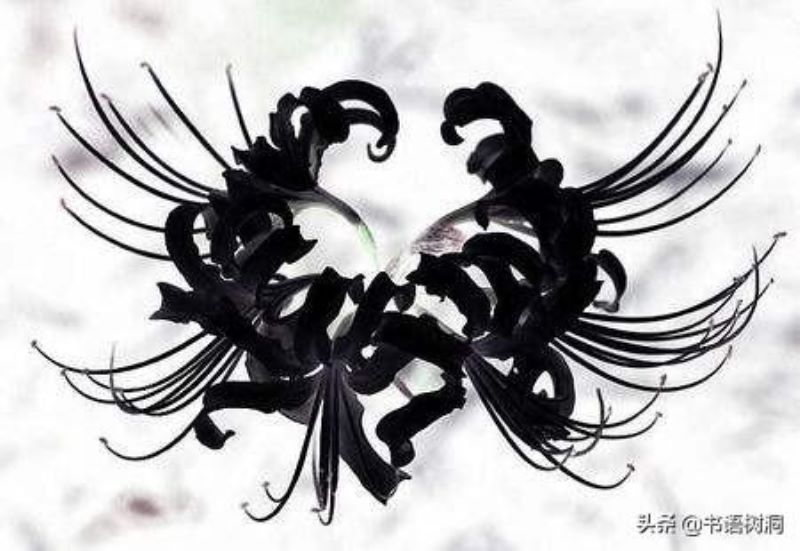 彼岸花花语及寓意是什么「彼岸花花语和寓意是什么」