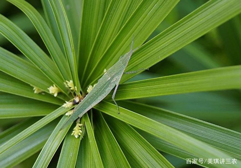 旱伞草怎么养殖「旱伞草怎么养殖方法」