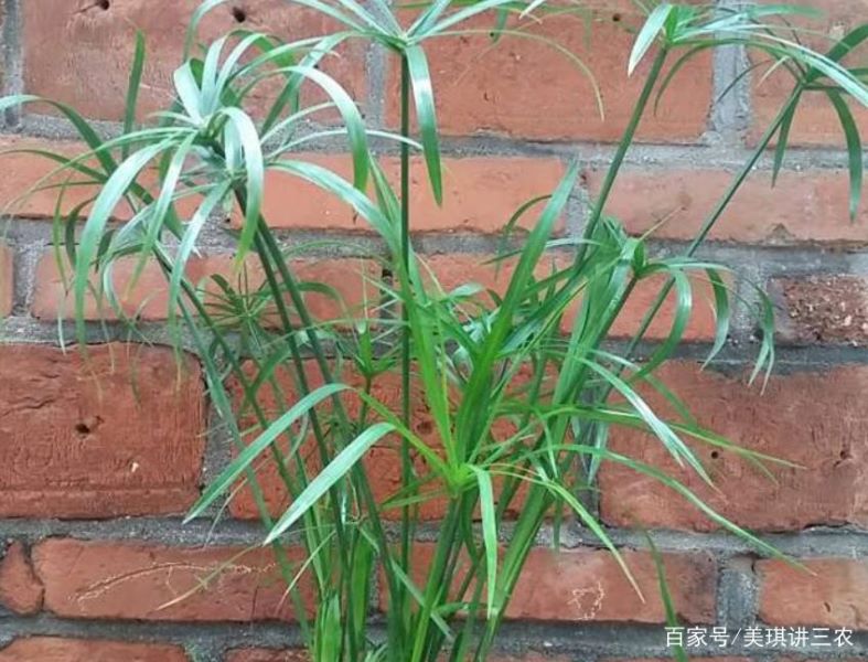 旱伞草怎么养殖「旱伞草怎么养殖方法」