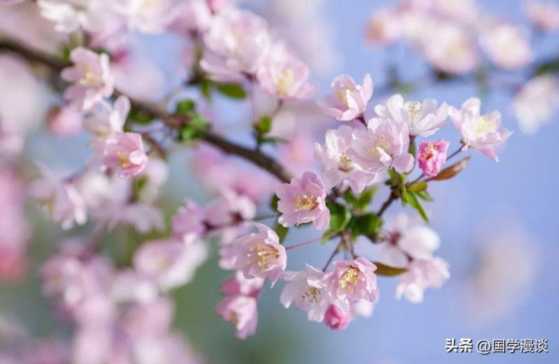 春天常开的花有哪几种「春天常开的花有哪几种图片」