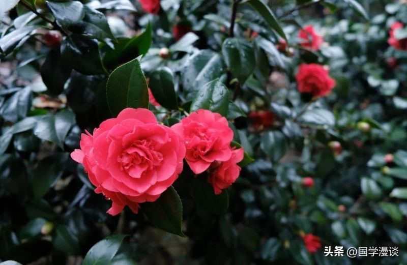 春天常开的花有哪几种「春天常开的花有哪几种图片」