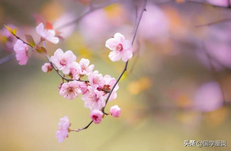 春天常开的花有哪几种「春天常开的花有哪几种图片」