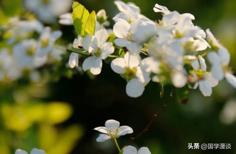 春天常开的花有哪几种「春天常开的花有哪几种图片」