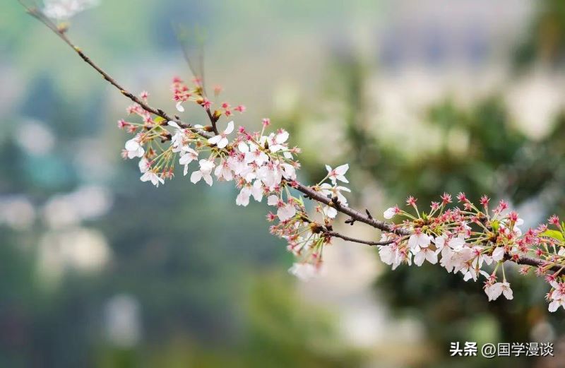 春天常开的花有哪几种「春天常开的花有哪几种图片」