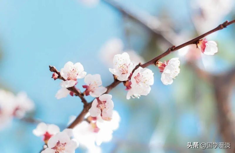 春天常开的花有哪几种「春天常开的花有哪几种图片」