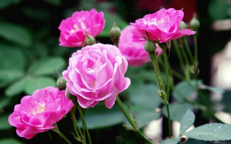 春天开什么花有哪些「春天开什么花有哪些花开」