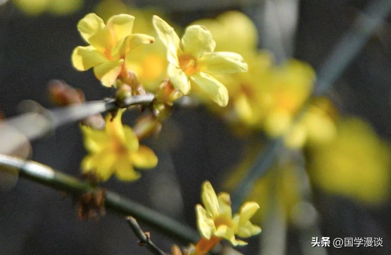 春天开的花都有哪些「春天开的花都有哪些花的名字」