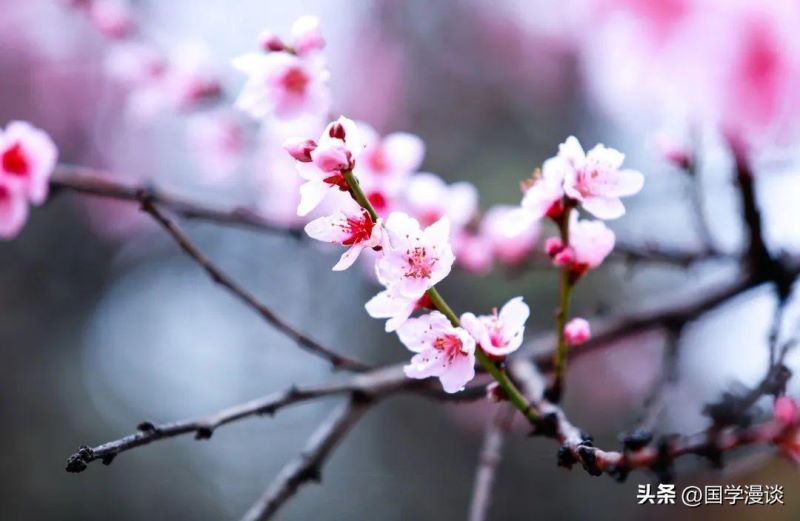 春天开的花都有哪些「春天开的花都有哪些花的名字」