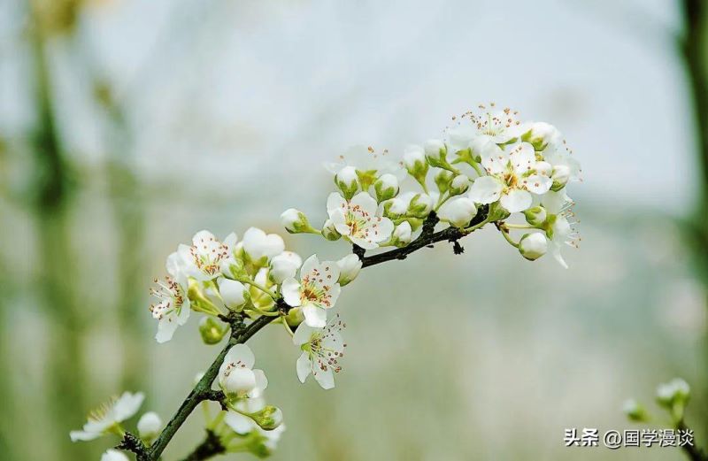 春天开的花都有哪些「春天开的花都有哪些花的名字」