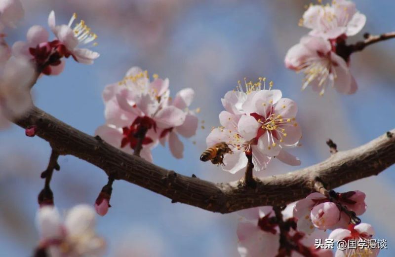 春天开的花都有哪些「春天开的花都有哪些花的名字」