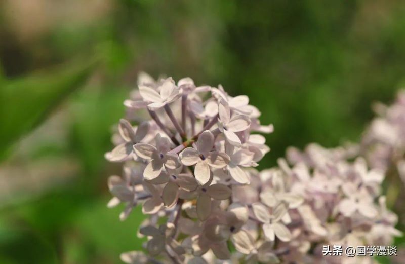 春天开的花都有哪些「春天开的花都有哪些花的名字」