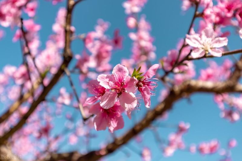 春天有哪些花开放「春天有哪些花开放图片和名字」