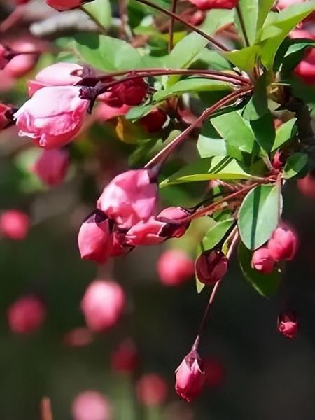 春天有哪些花盛开「春天有哪些花盛开了」