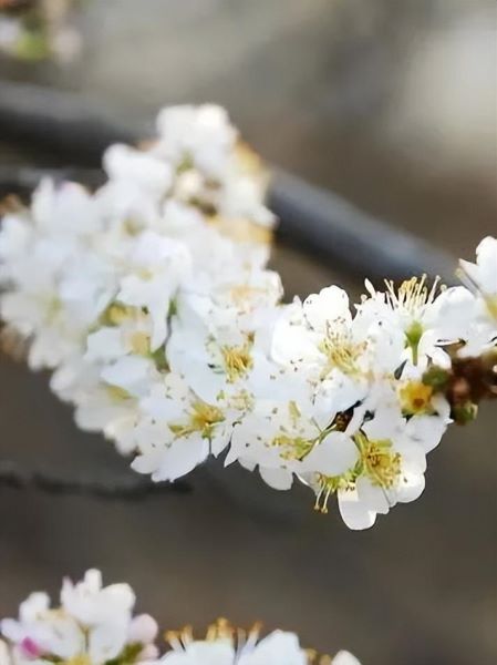 春天有哪些花盛开「春天有哪些花盛开了」