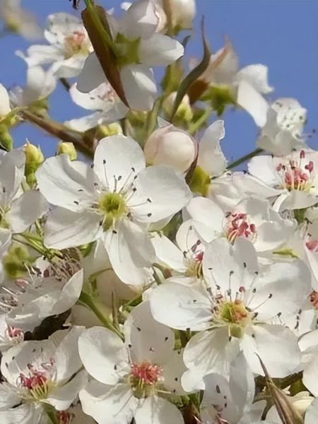 春天有哪些花盛开「春天有哪些花盛开了」