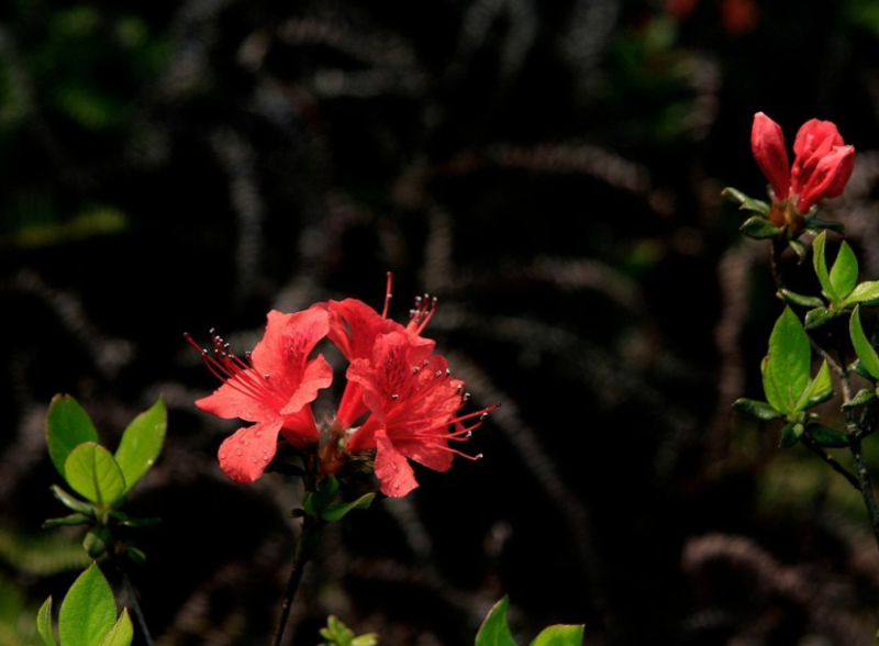 杜鹃花什么季节开「杜鹃花什么季节开花」