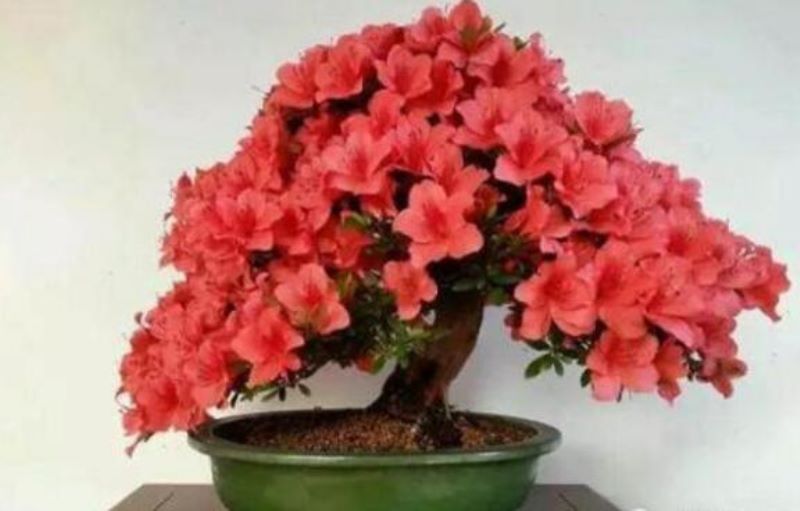 杜鹃花如何度夏「杜鹃花如何度夏生长」