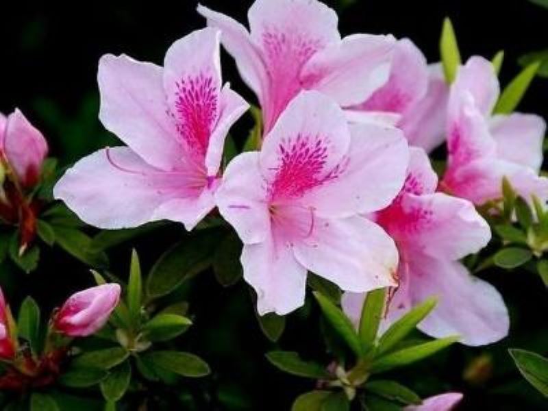杜鹃花怎么养家庭养法怎么修剪「杜鹃花剪枝怎么剪视频」