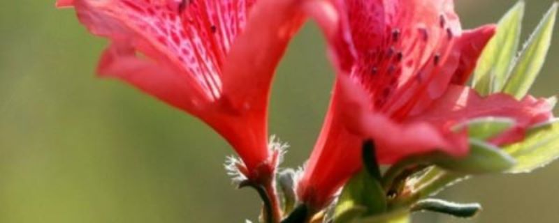 杜鹃花怎么养才好「杜鹃花怎么养才好养」
