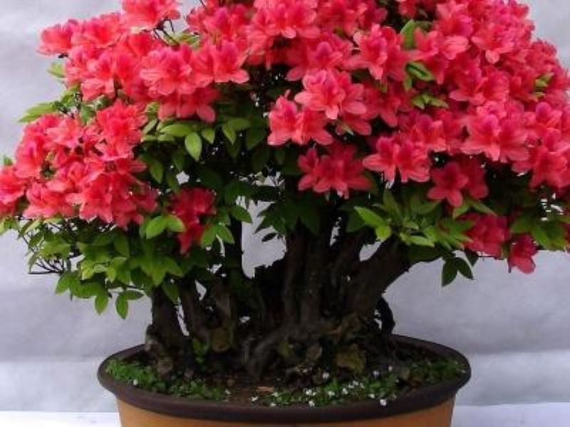 杜鹃花怎么养才好「杜鹃花怎么养才好养」