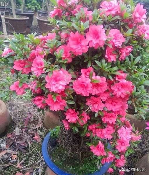 杜鹃花怎么养才能更旺盛「杜鹃花怎么养才能更旺盛开花」_1