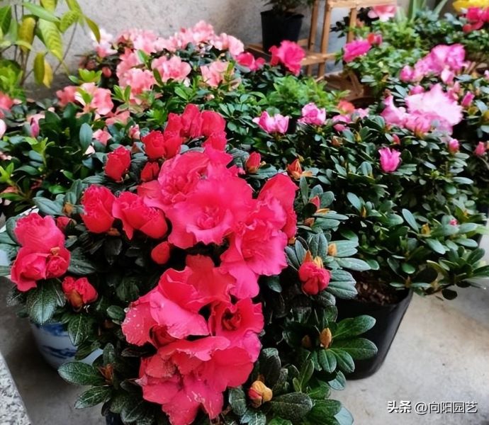 杜鹃花怎么养才能更旺盛「杜鹃花怎么养才能更旺盛开花」_1