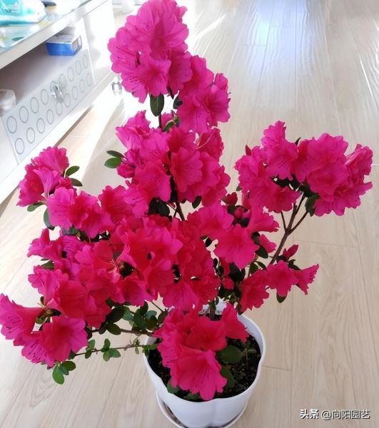 杜鹃花怎么养才能更旺盛「杜鹃花怎么养才能更旺盛开花」_1