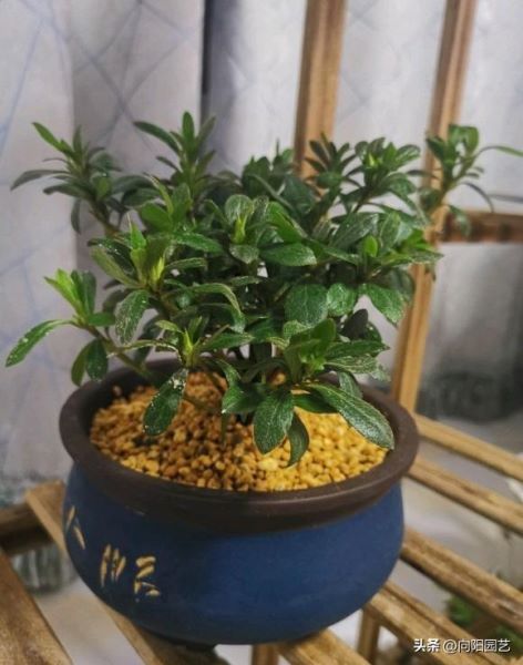 杜鹃花怎么养才能更旺盛「杜鹃花怎么养才能更旺盛开花」_1