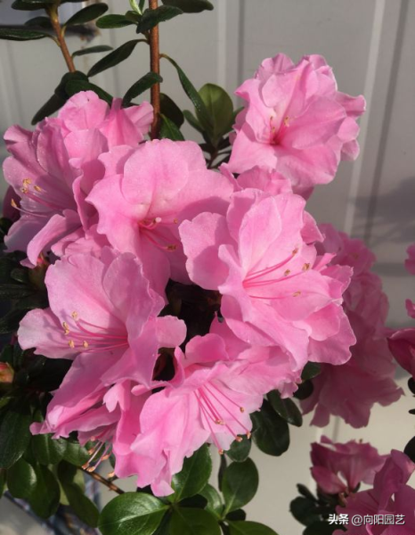 杜鹃花怎么养才能更旺盛「杜鹃花怎么养才能更旺盛开花」_1