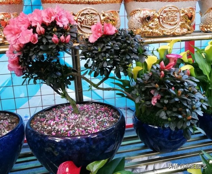 杜鹃花怎么养才能更旺盛「杜鹃花怎么养才能更旺盛开花」_1