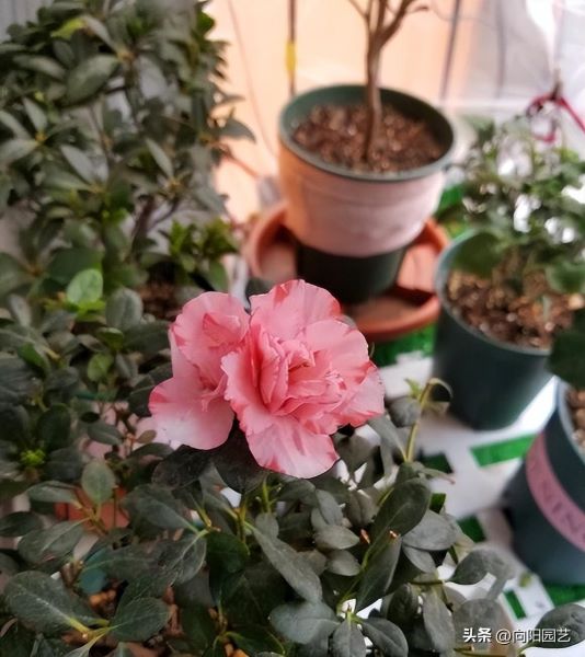 杜鹃花怎么养才能更旺盛「杜鹃花怎么养才能更旺盛开花」_1