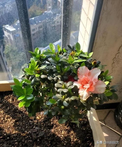 杜鹃花怎么养才能更旺盛「杜鹃花怎么养才能更旺盛开花」_1